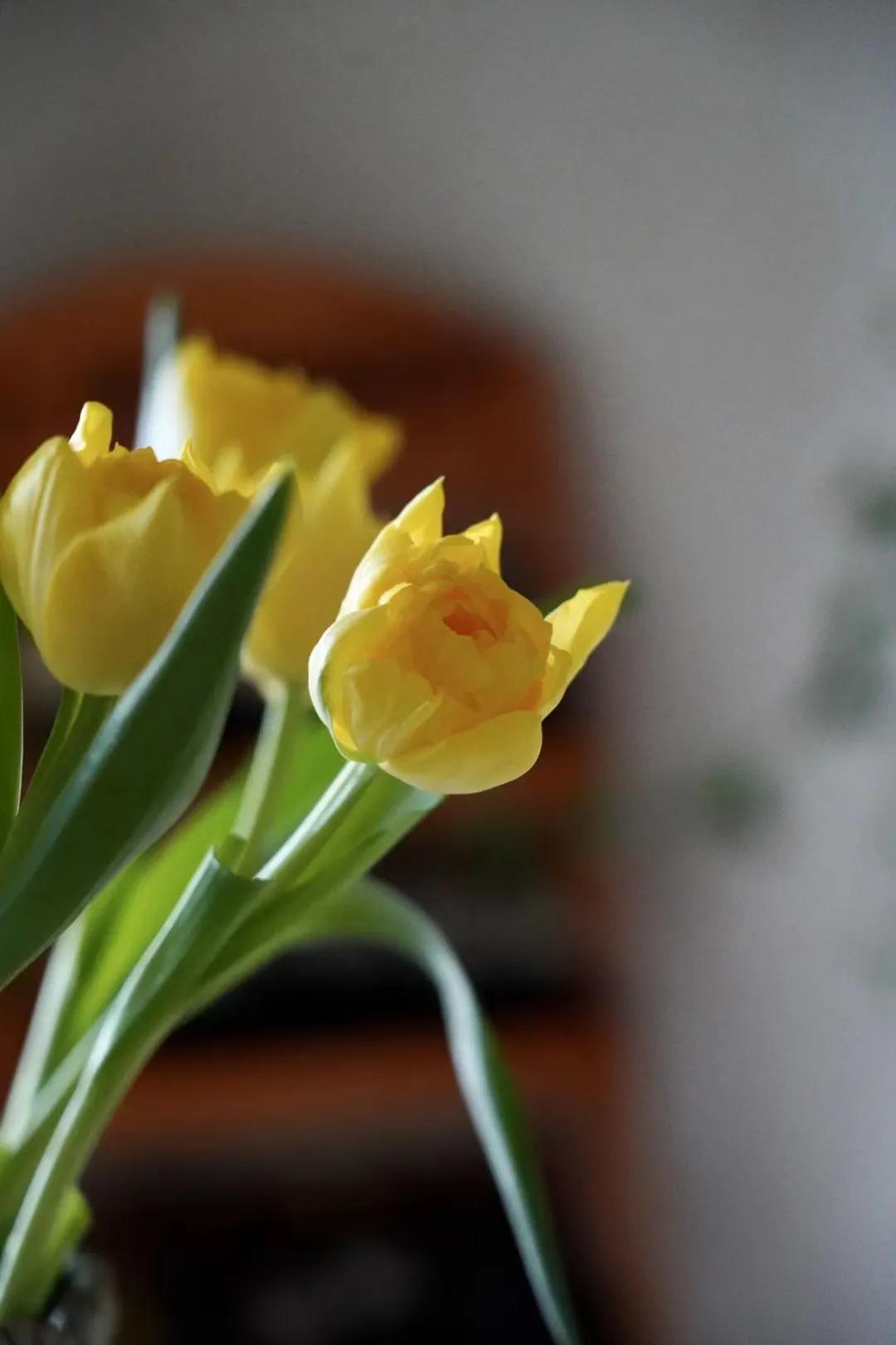 郁金香怎么种植,郁金香怎么画