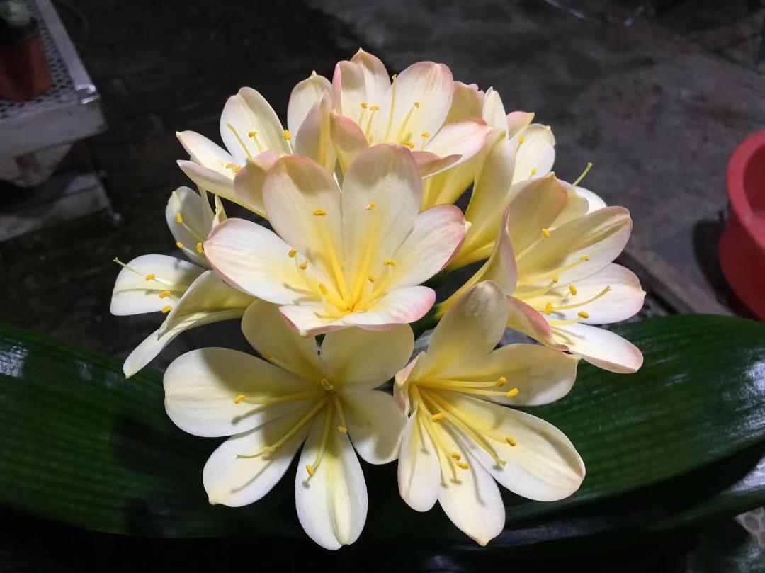 网上卖的花种子靠谱吗,网上买的花种子是假的吗