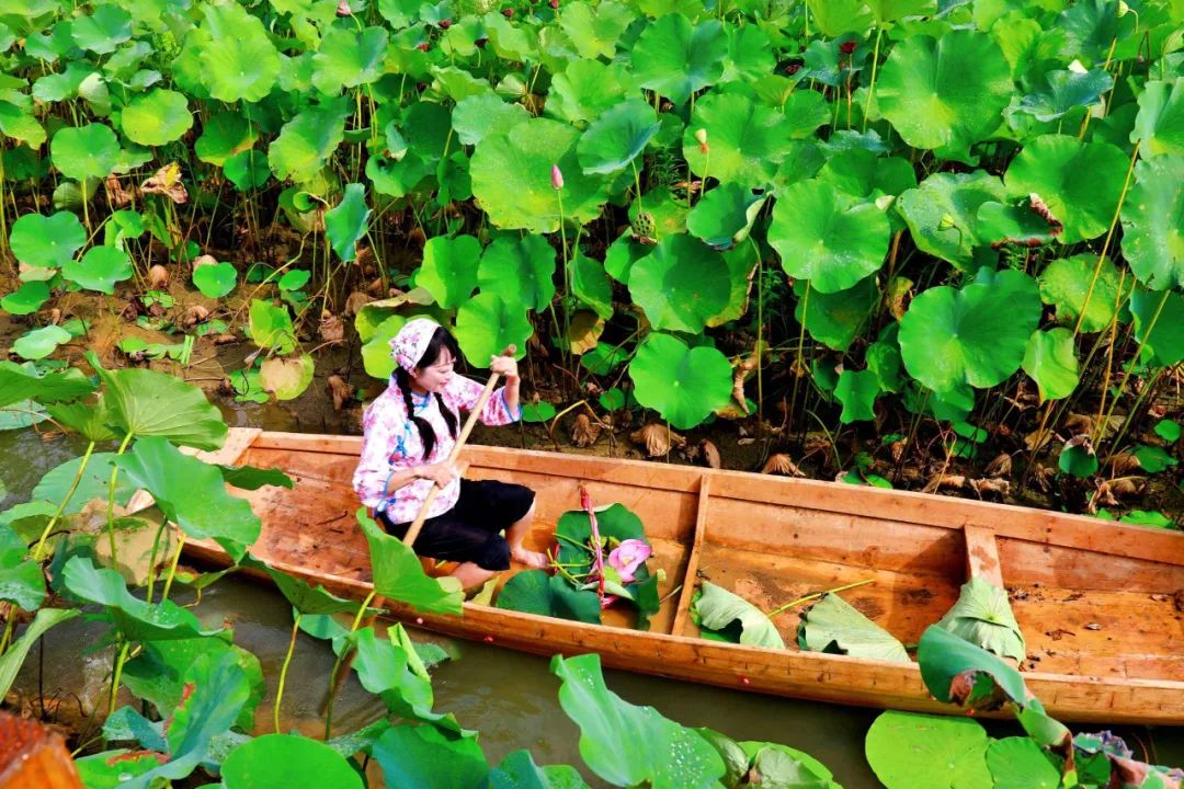 原创七言绝句之咏荷赋上热门,古人咏荷七律名诗