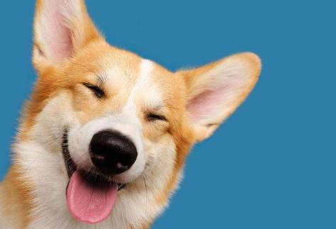 狗狗没有食欲无精打采,狗狗没有食欲建议吃什么东西