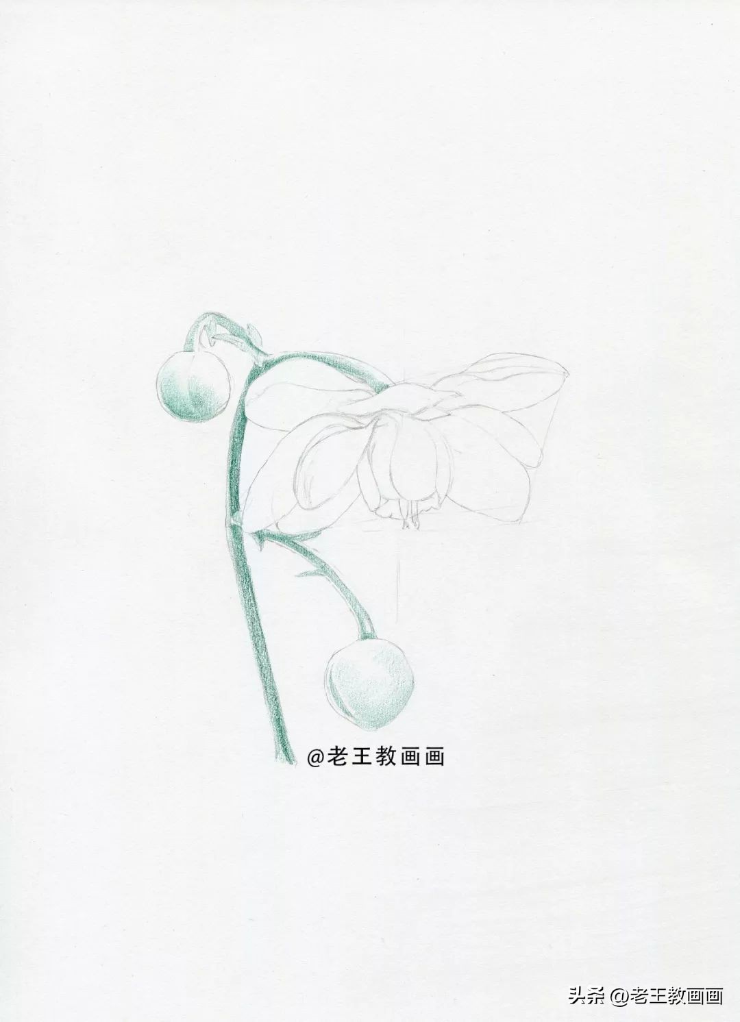 彩铅花卉画教程,零基础怎么画彩铅苹果