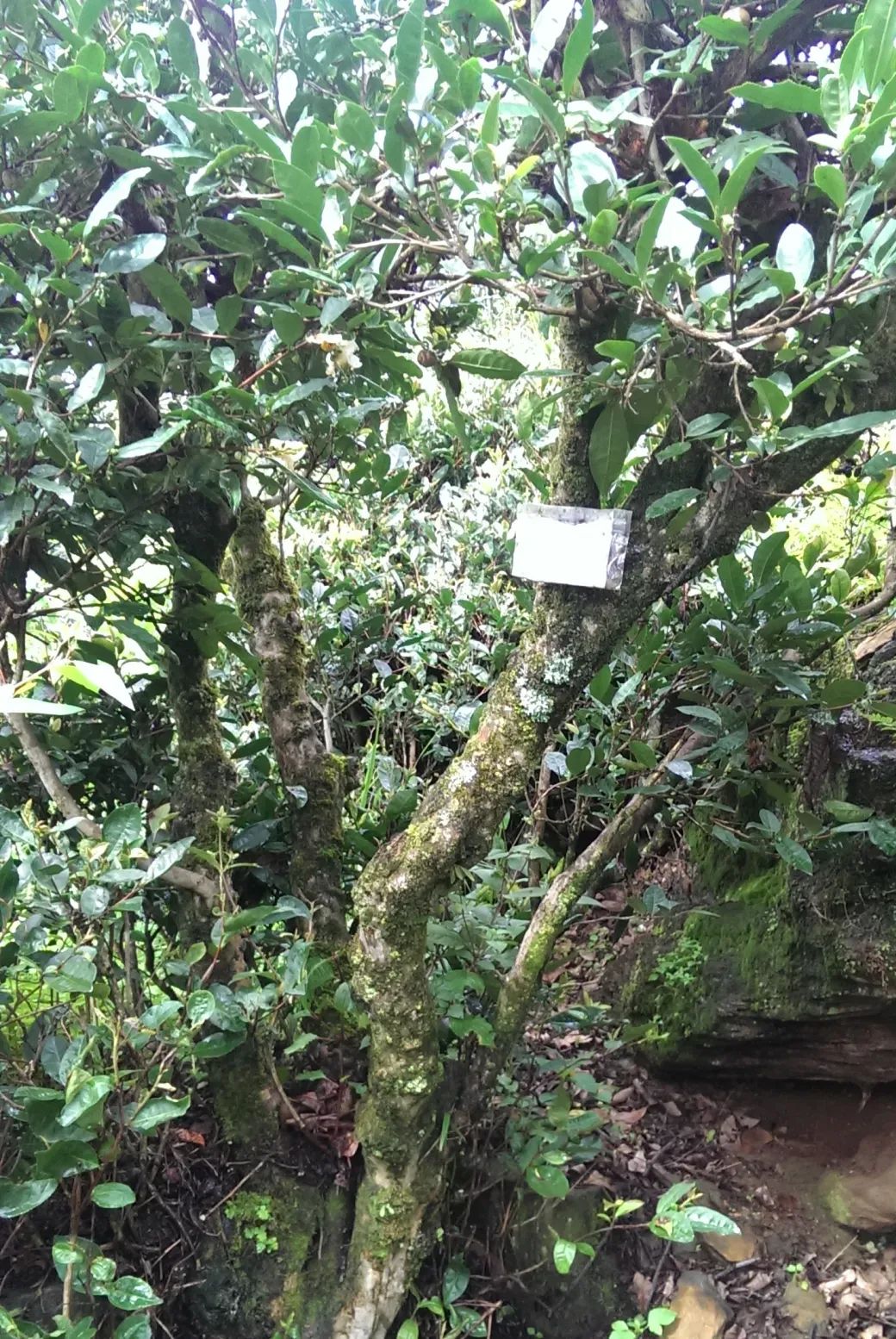 茶马古道滇茶古韵,茶马古道普洱烟茶