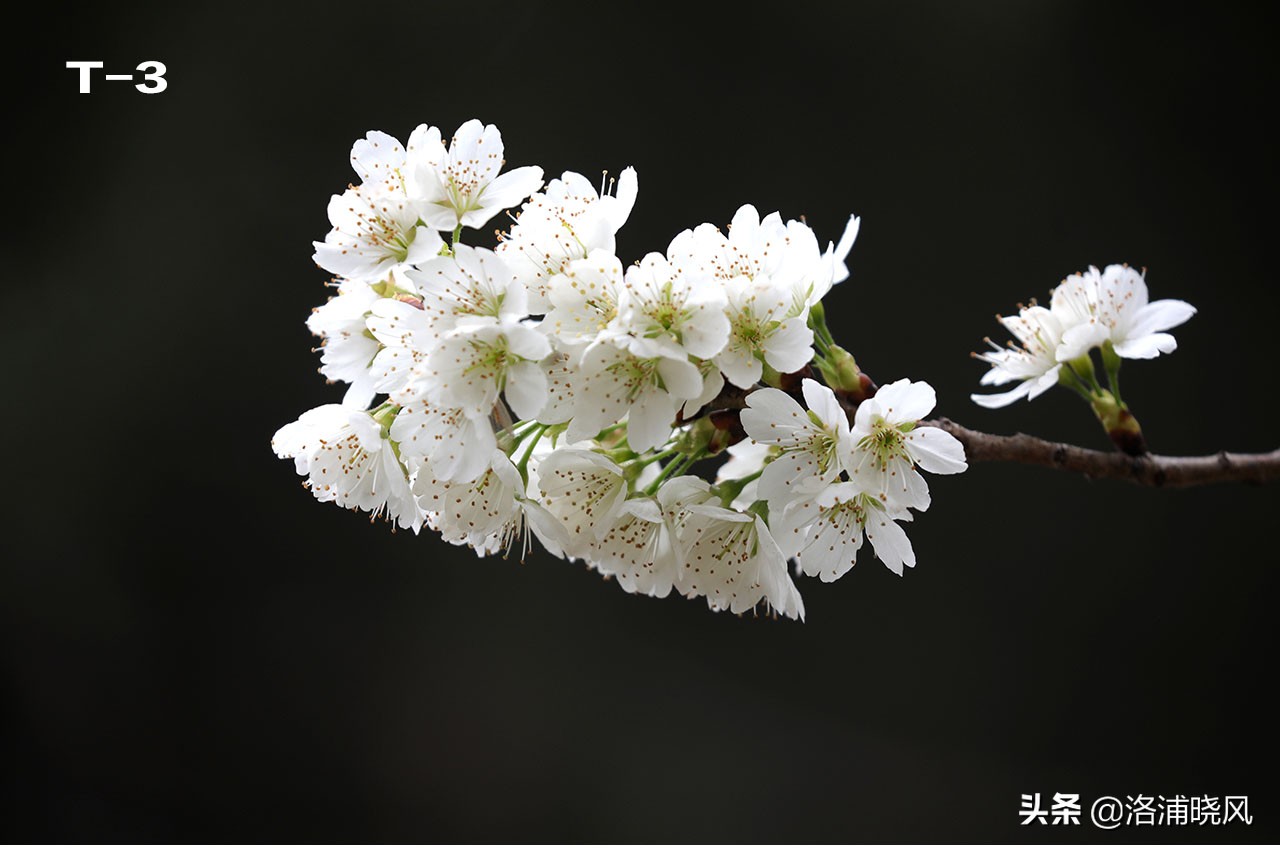 樱桃花和东京樱花区别,樱花和山樱桃花是一样的吗