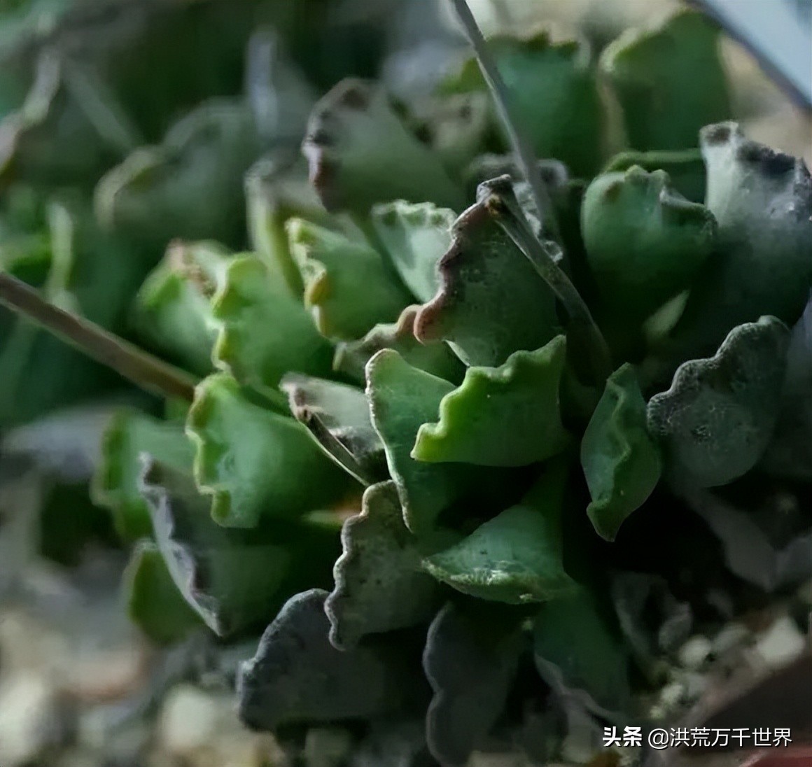 16元的多肉品种大全,水泡多肉养殖方法