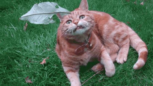 养得好的猫咪有什么特征,猫咪有几个优点