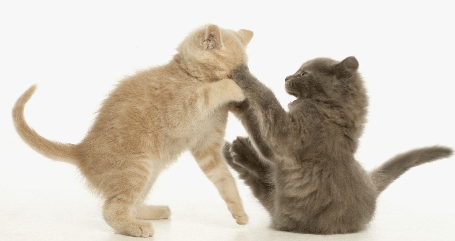 翻脸不认猫,成年母猫和公猫会打架吗