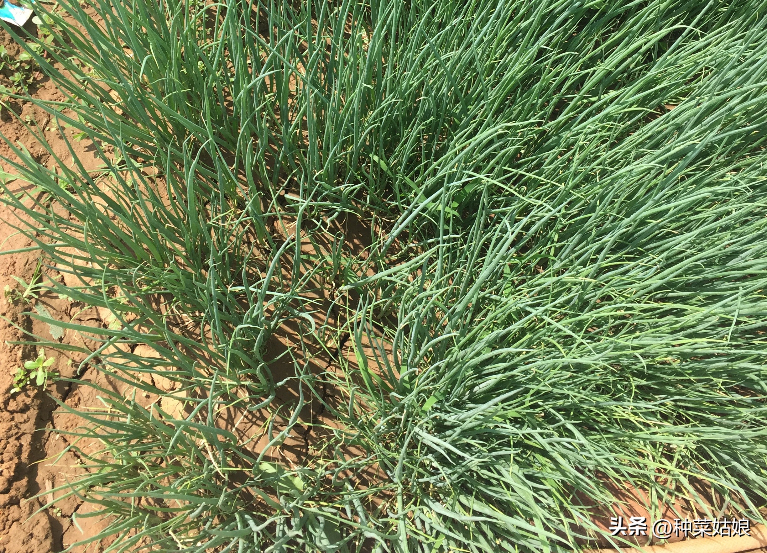 怎样种小葱韭菜,种小葱的地适合种韭菜吗