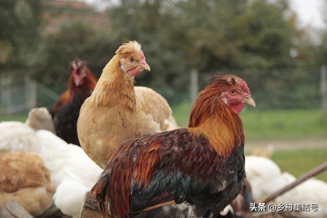 有机农场怎么做,有机农场怎么打造