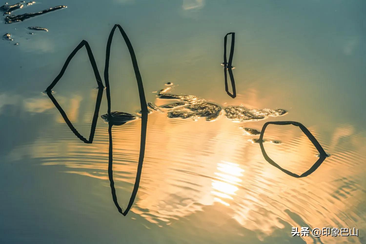 再发禅荷一组：岁月轮回一叶一菩提