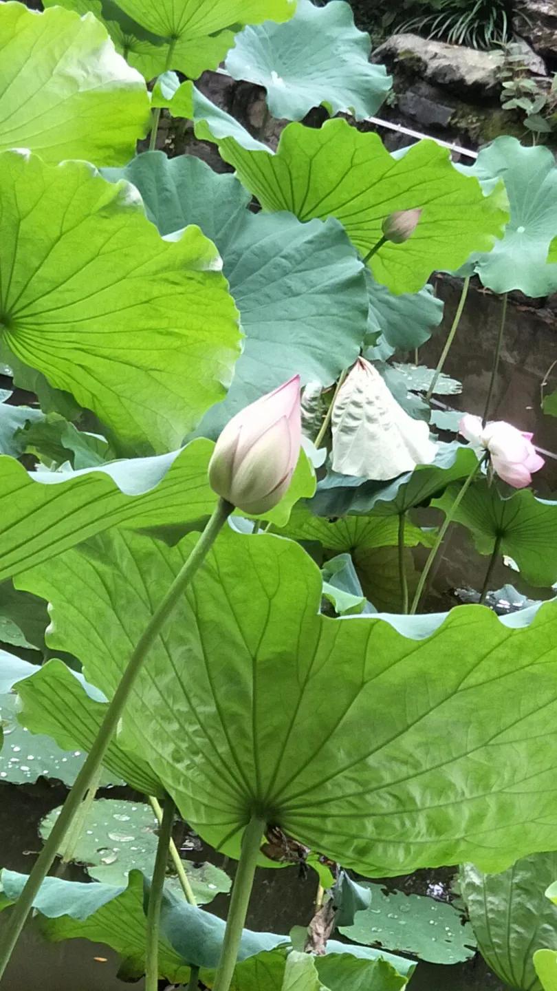 夏日花花大合集,夏日花花油画