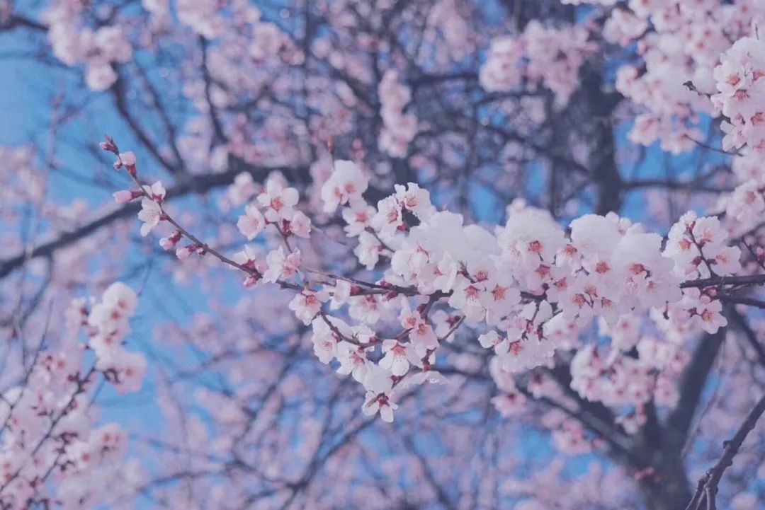 龙泉山看桃花徒步最佳路线,徒步穿越十里桃花漫山遍野
