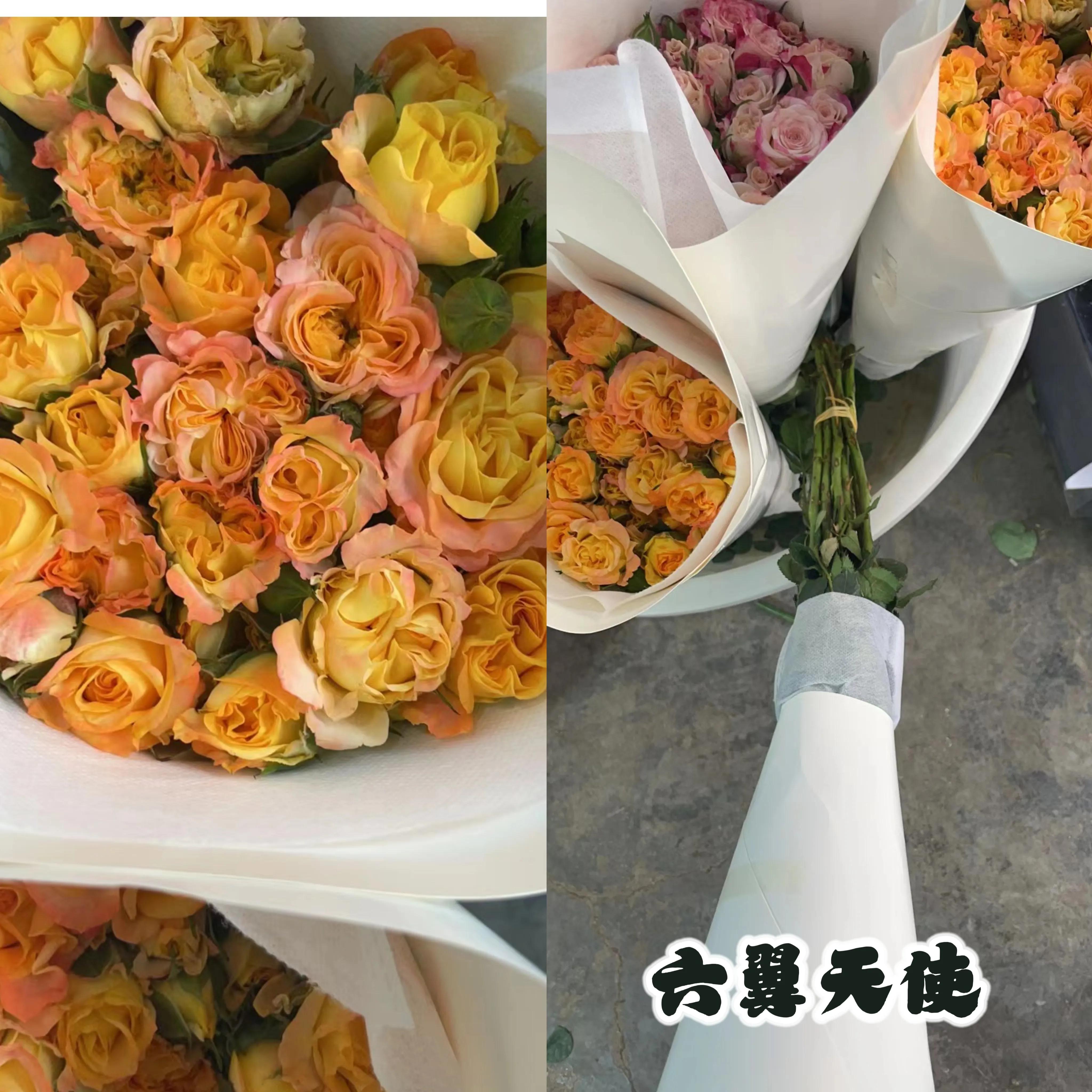 花香满屋，心情舒畅|猪妈的玫瑰开箱测评