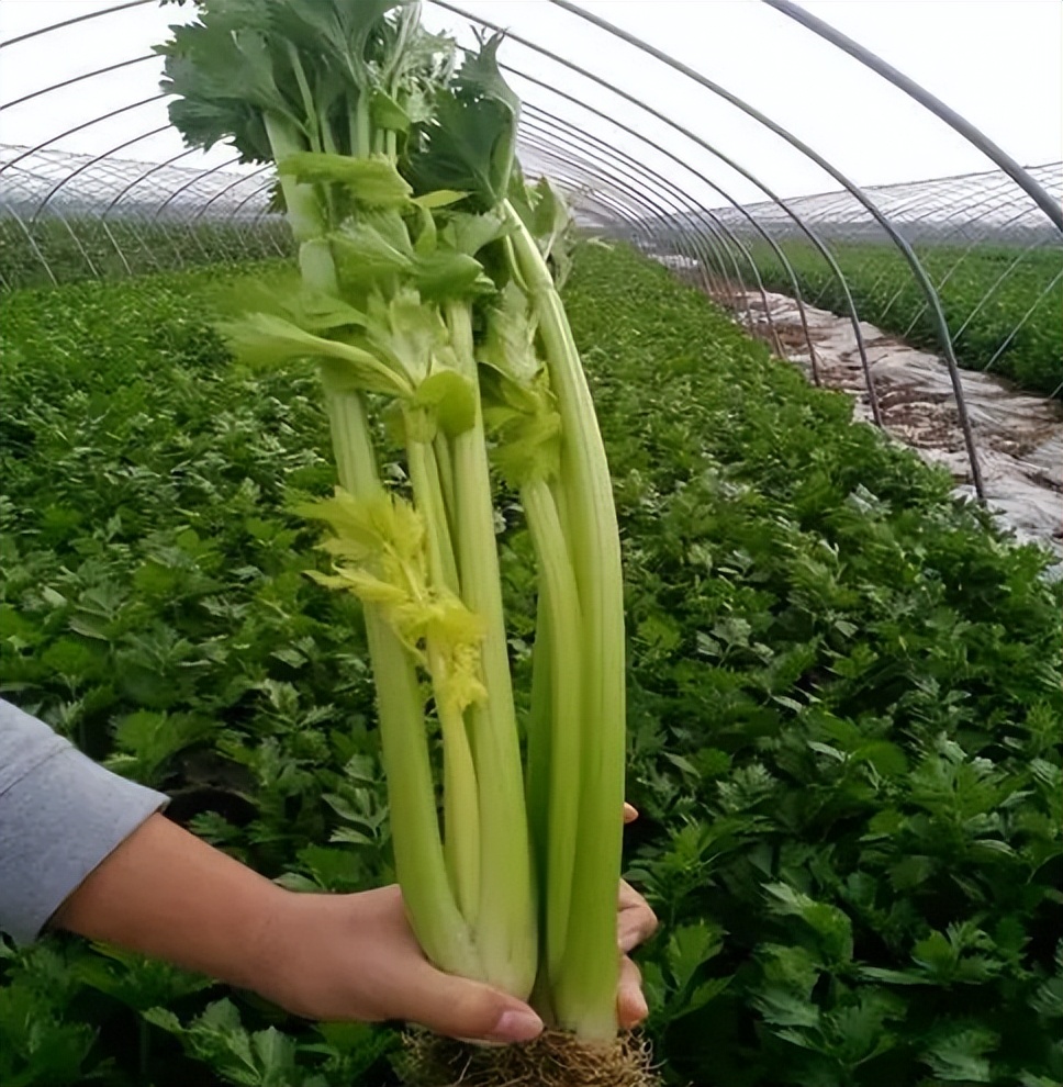 小山村种出了“院士菜”专家院士播下致富种子外出年轻人回乡创业