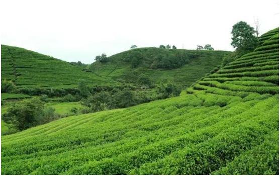 茶叶怎么买才知道是好茶,买茶时要留意这5种茶