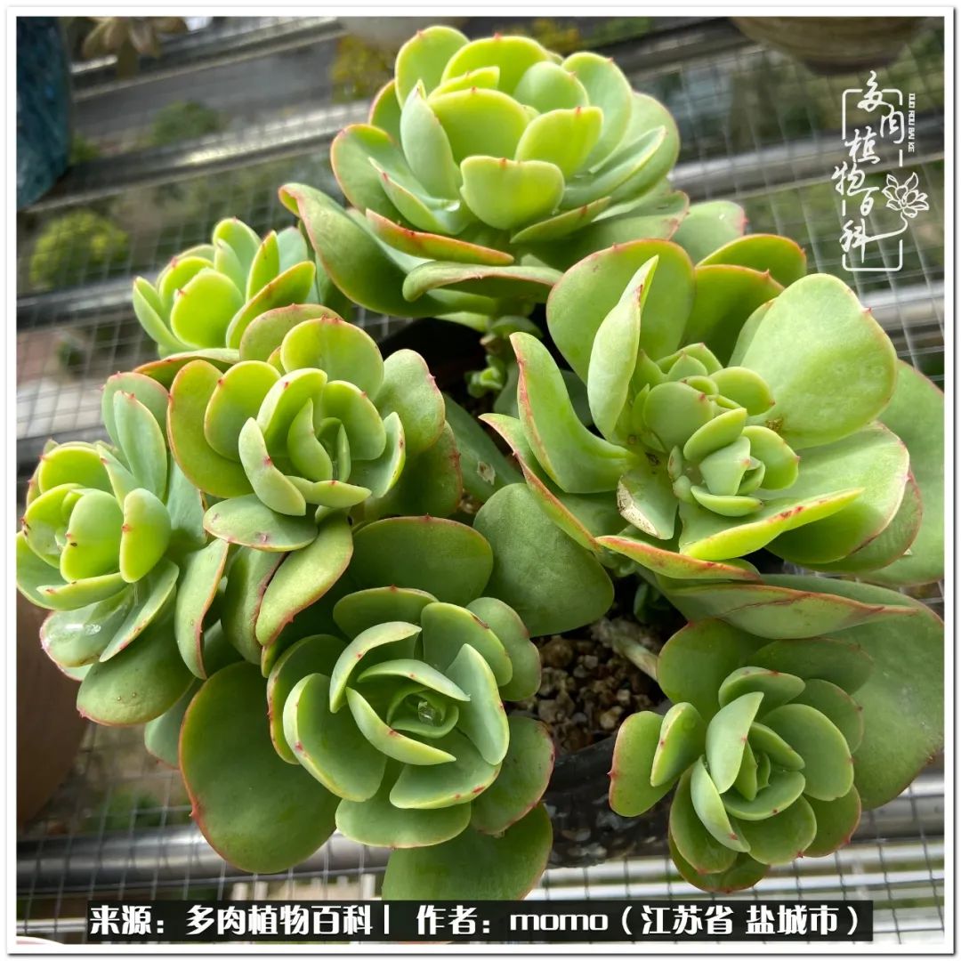 露养一个月的多肉图片,露养多肉春天外面过夜么