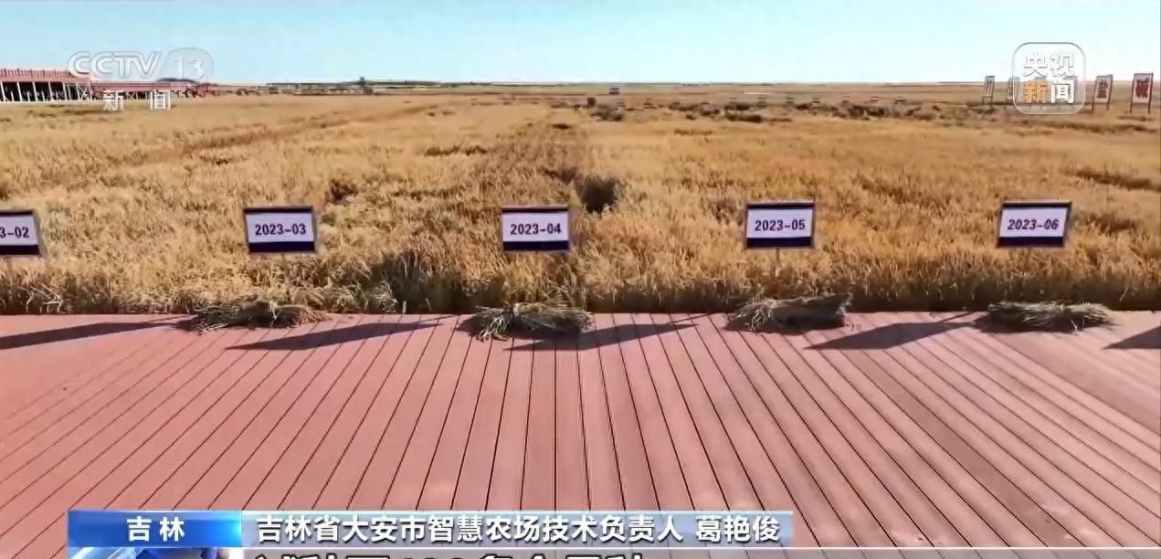 庄稼丰收但无人收割,庄稼丰收但无人收割来自什么俗话