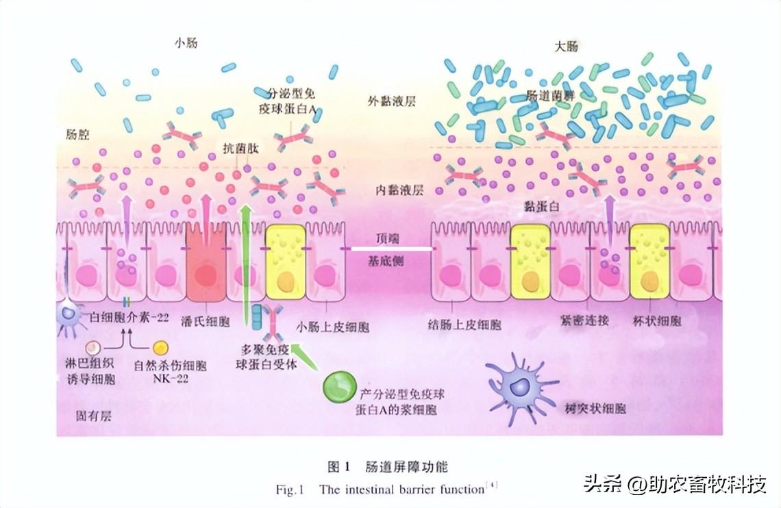 乳酸菌在猪饲料中作用,乳酸菌对肠道有什么功效