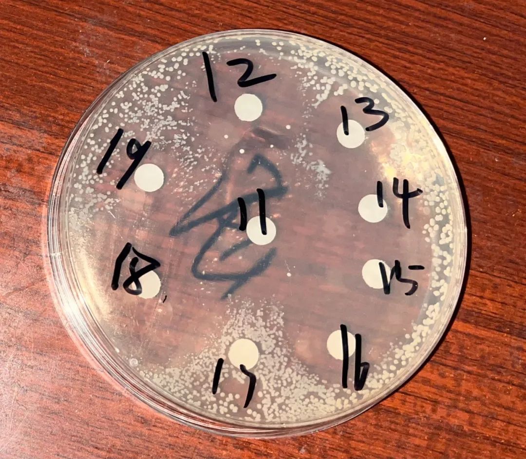 养殖减抗效果突出,养殖用药一览表