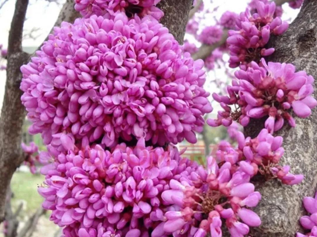 春夏之交，越来越多的花含苞欲放，这一百种娇媚蓓蕾真是美不胜收