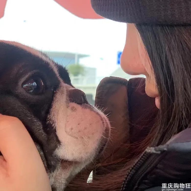 宠物博主有多赚钱,宠物博主怎么盈利