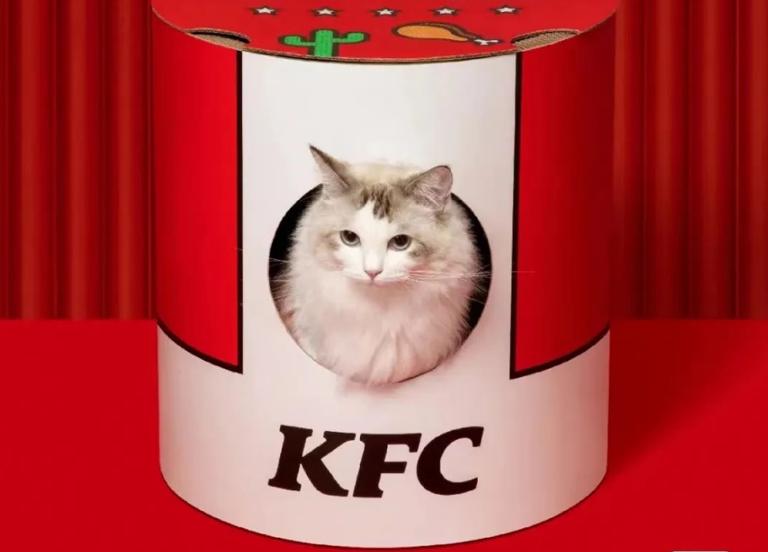 肯德基猫窝可选吗,肯德基猫窝是啥