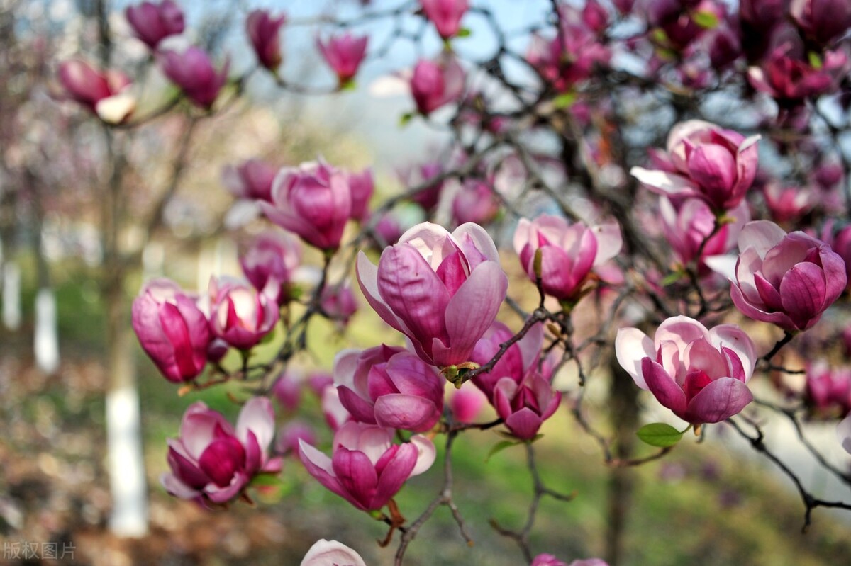 卖煤人心酸,卖煤为生