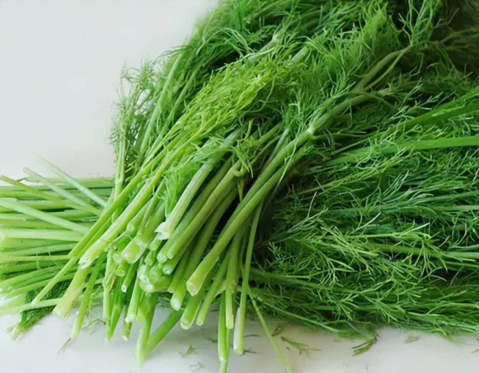 地位“尴尬”的茴香，北方人餐餐吃也不腻，南方却很少人认识它