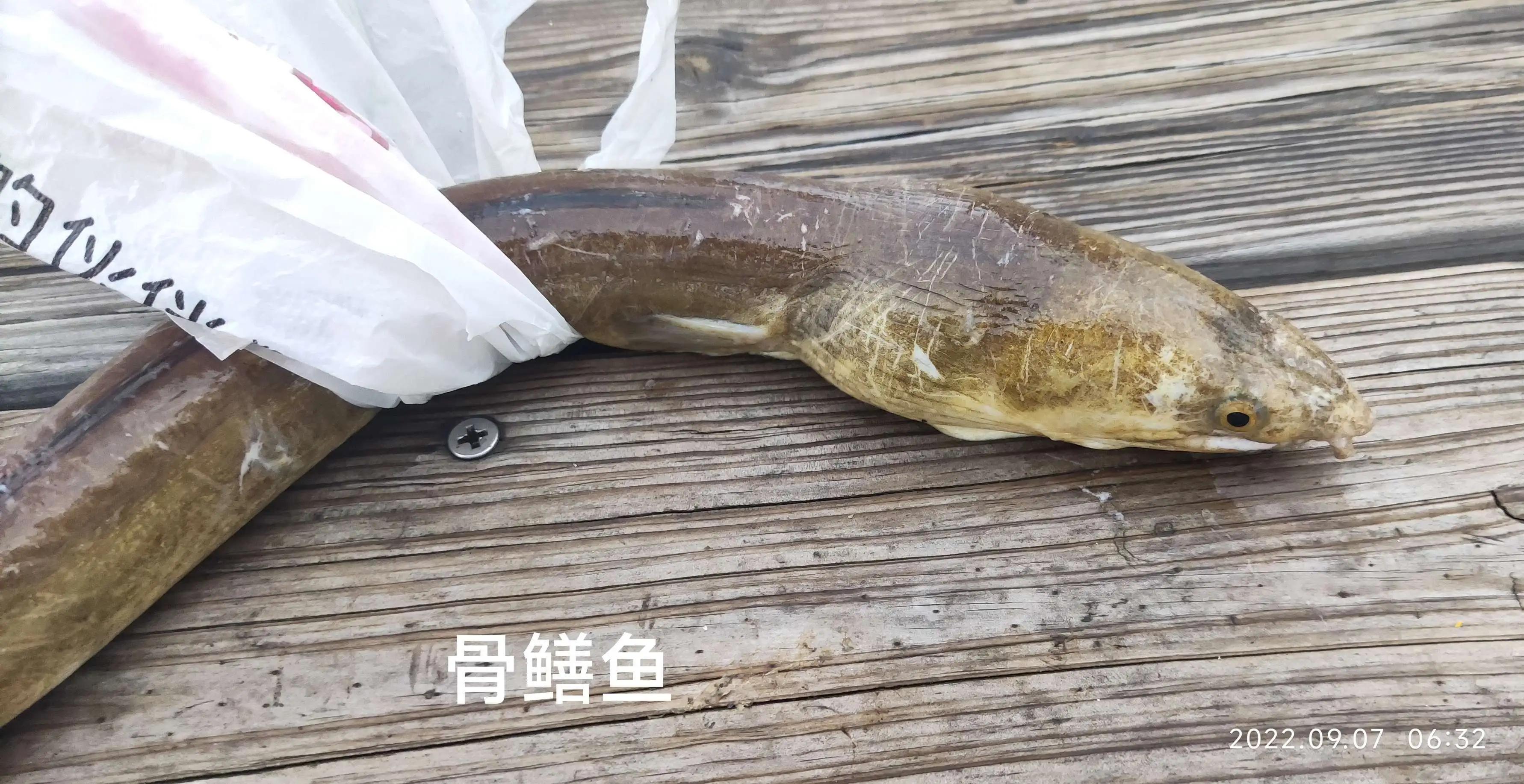 20种常见海鱼,十大常见野生海鱼