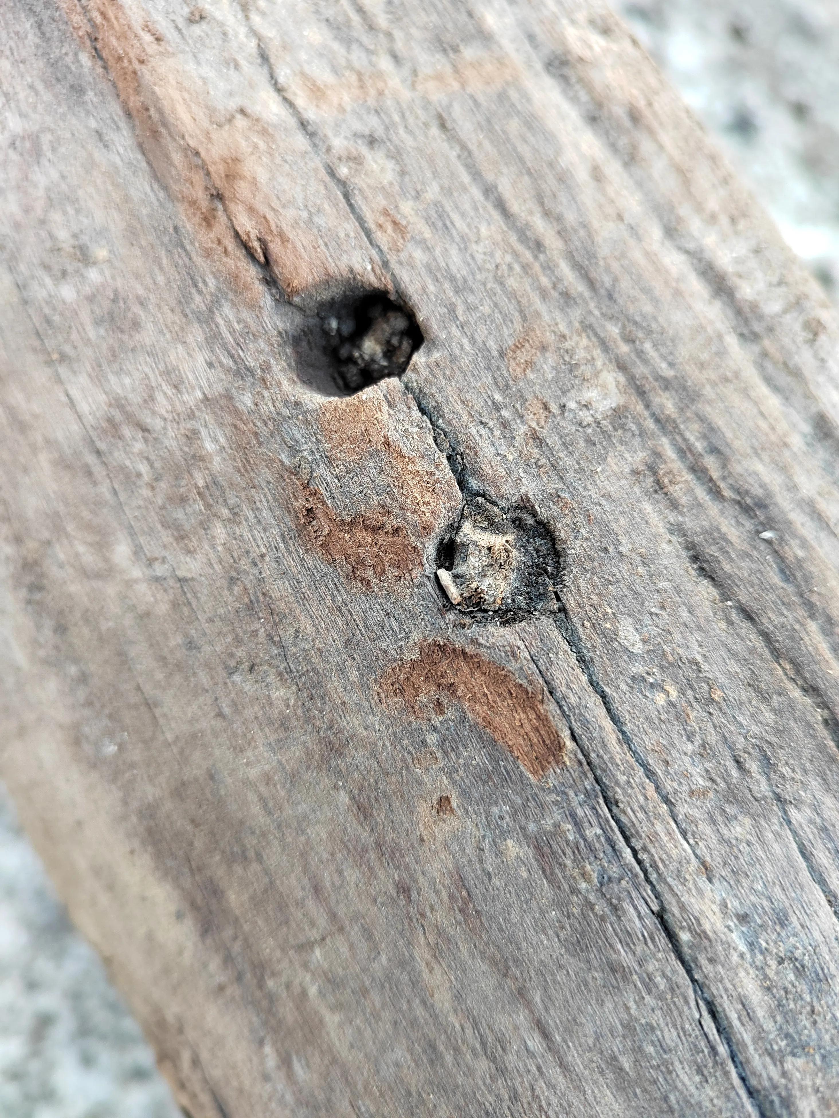 白奇楠莺歌绿奇楠黑奇楠哪个好,黑奇楠和白奇楠沉香哪个好