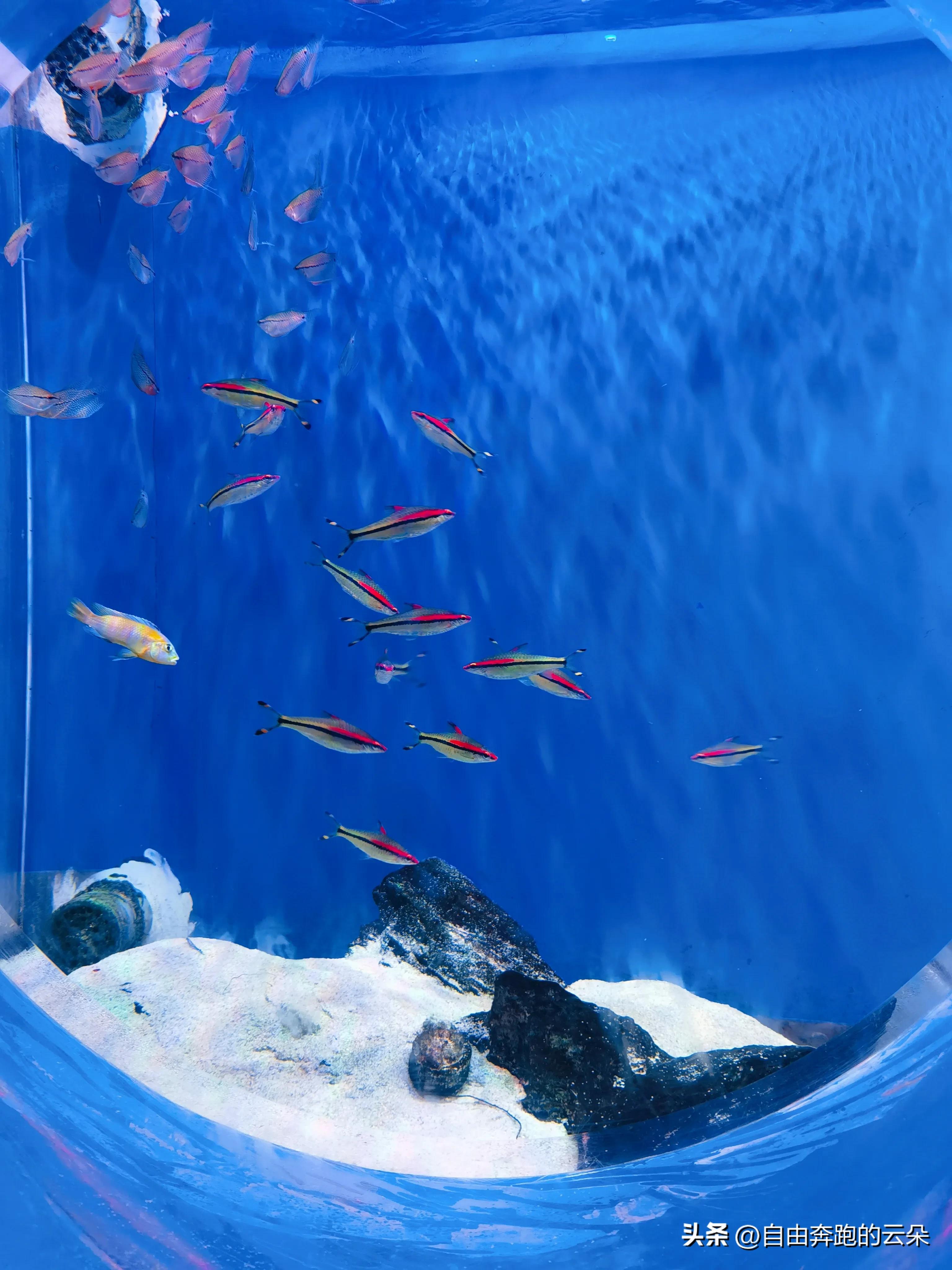 长沙生态动物园门票小孩免费吗,长沙生态动物园门票多少钱一个人