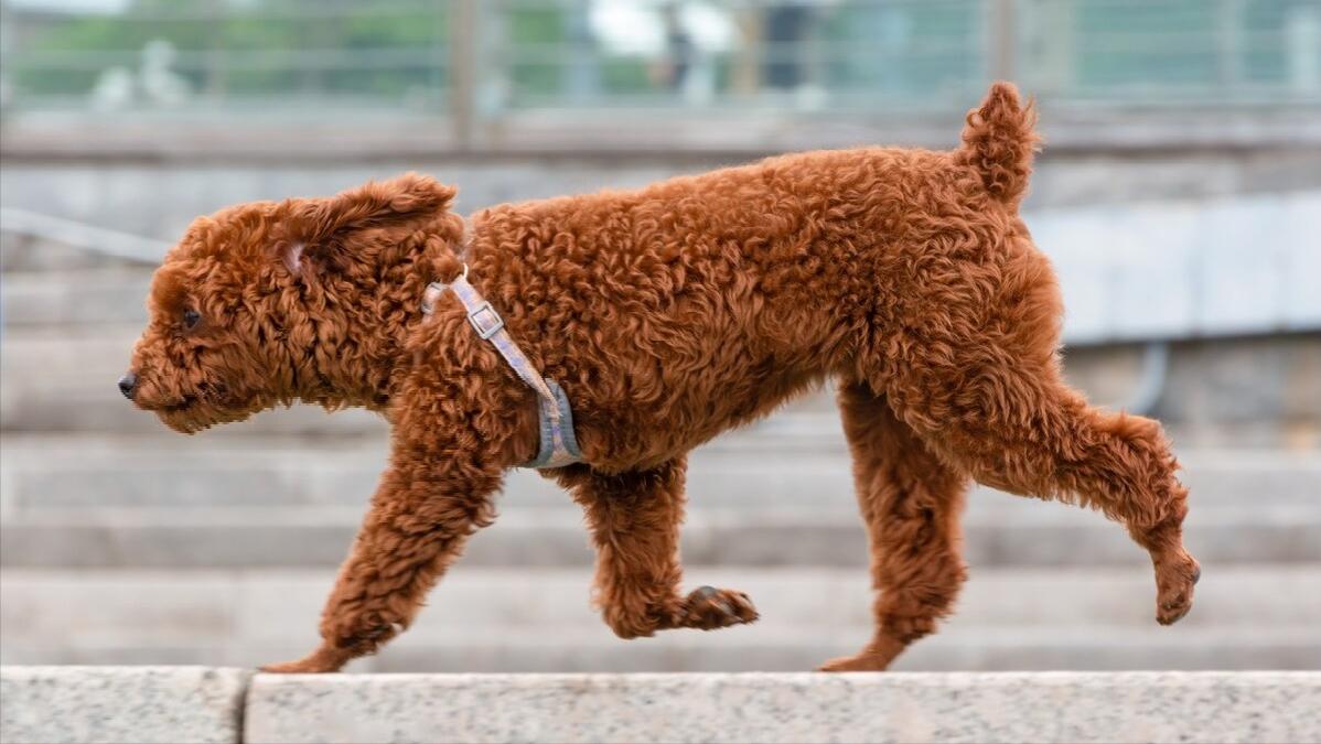 泰迪犬有什么疾病会死掉,泰迪犬常见的生病症状都有哪些