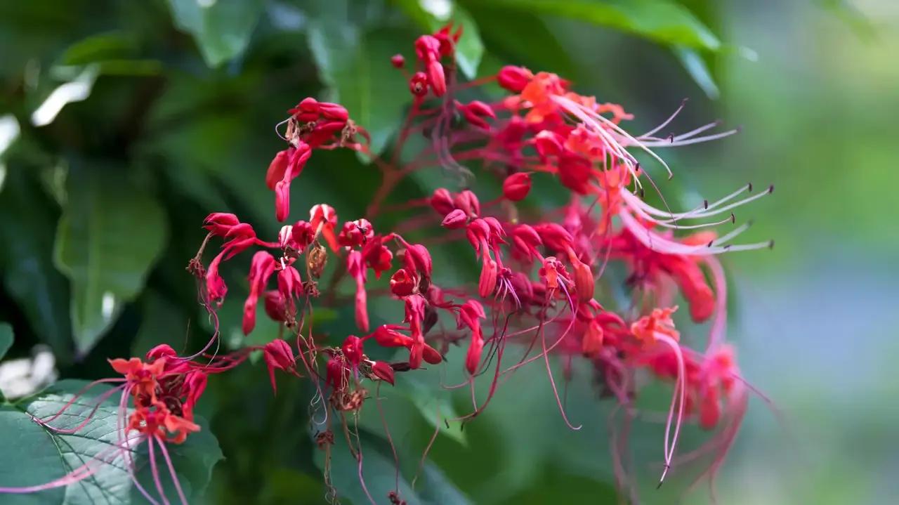 学习广州白话,学习广东话方法