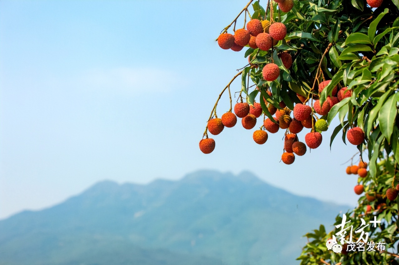 当前销售茂名荔枝电商有多少,广东荔枝电商销售