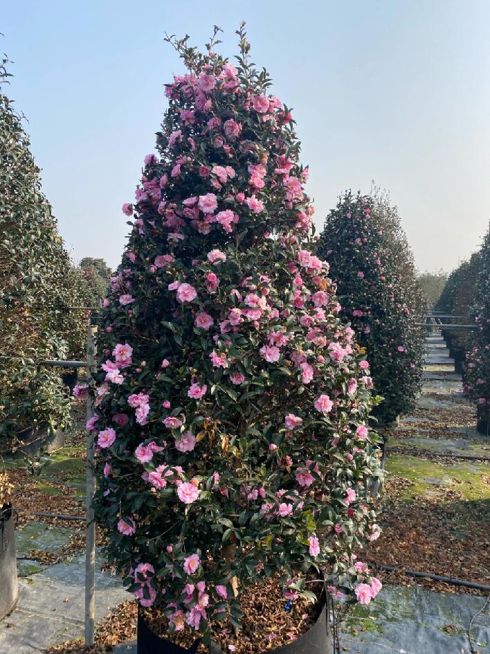 那些被我们忽略的风景,球球景观