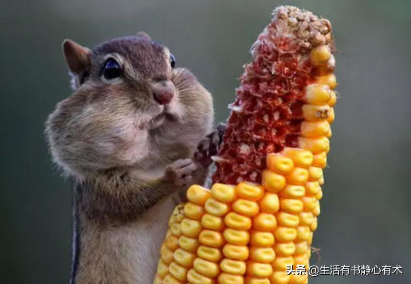 涨知识动物,强壮花栗鼠