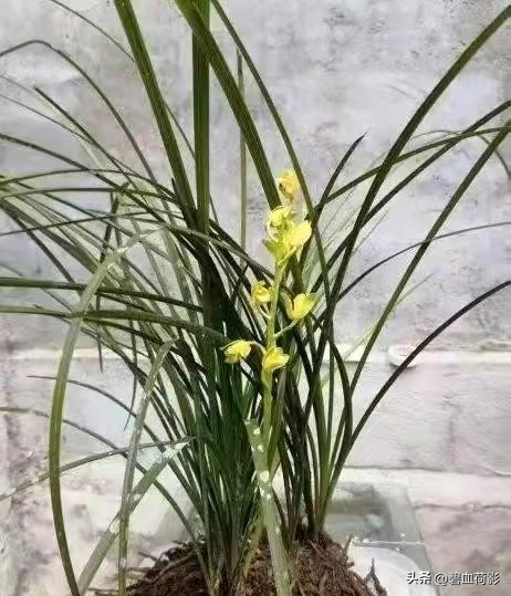 一棵蕙兰值多少钱,一棵蕙兰卖800万图片