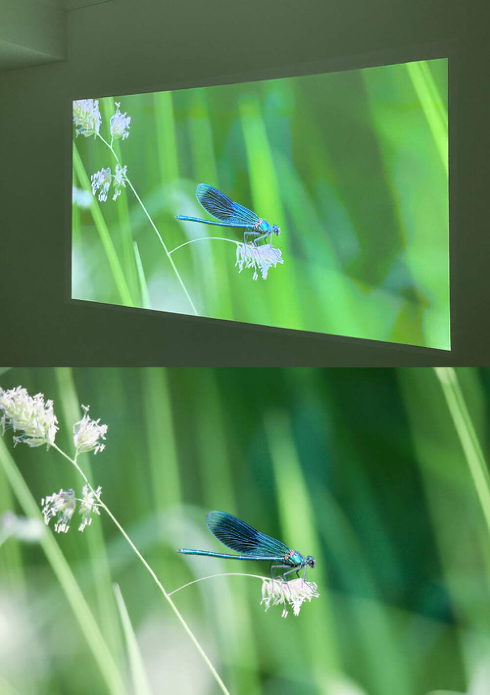 太卷了！亮度1300CVIA、帝瓦雷调音，AOCK1智能投影或成4K段爆款