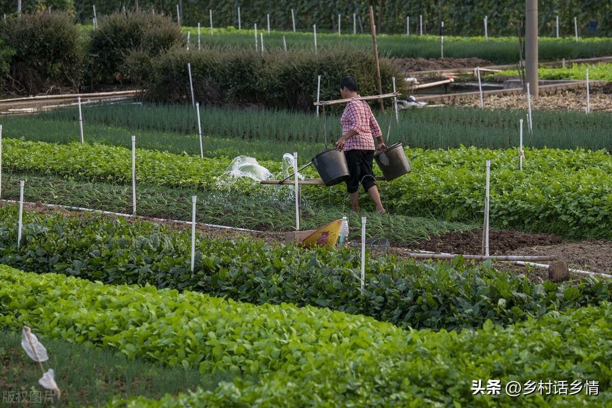 给蔬菜浇水有哪些注意事项,蔬菜水浇多了会不会影响生长