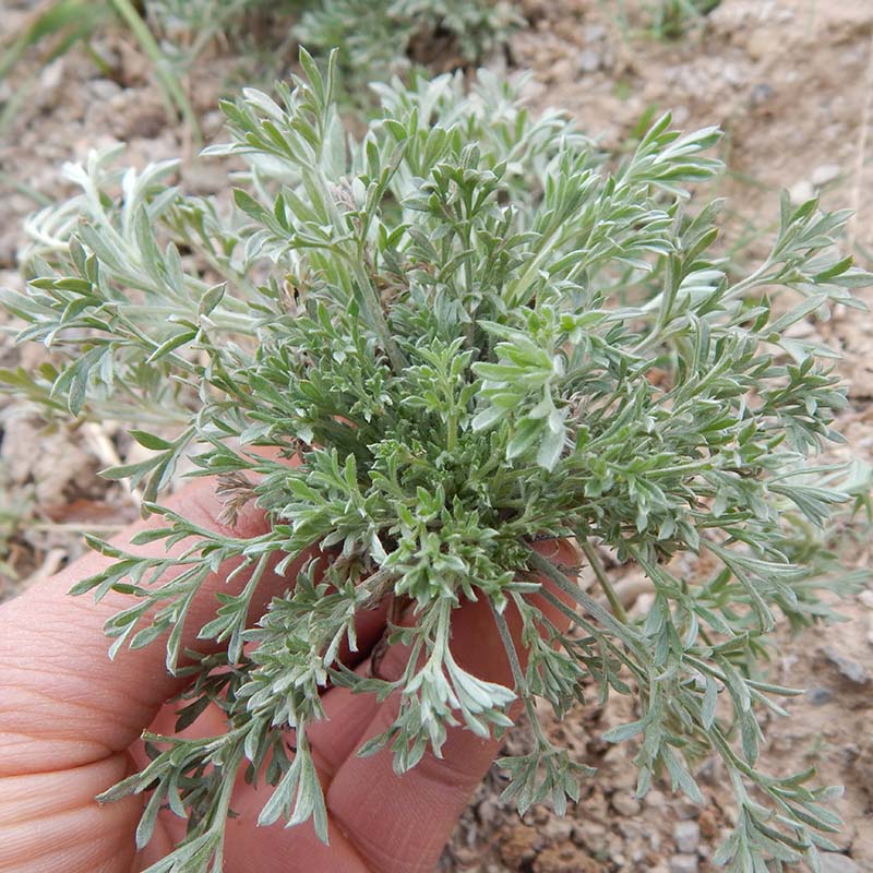 100种野菜大全图解,认识100种野菜视频大全完整版