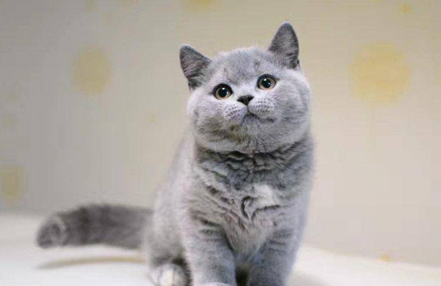 为什么说蓝猫笨,为什么蓝猫突然不值钱了