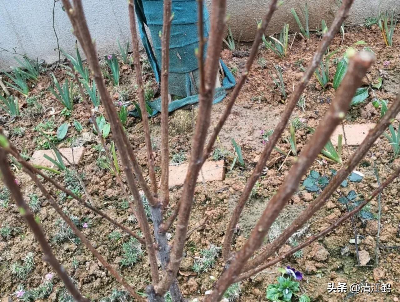 果树清园是先杀虫还是杀菌,果树清园管理方法