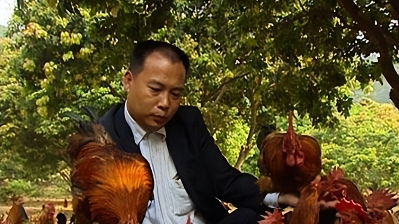 山坡养殖5000只鸡利润,自家果园散养上万只鸡