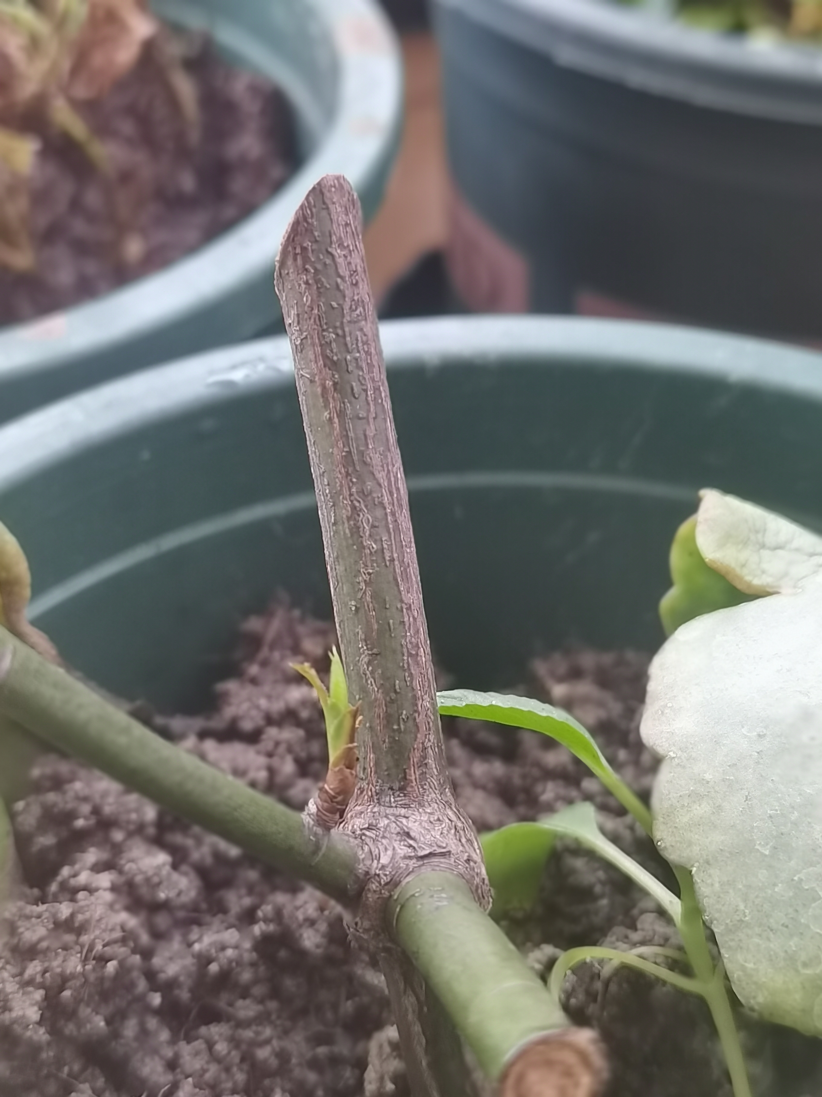 新手养花日记,玫瑰花盆栽多久才能成活