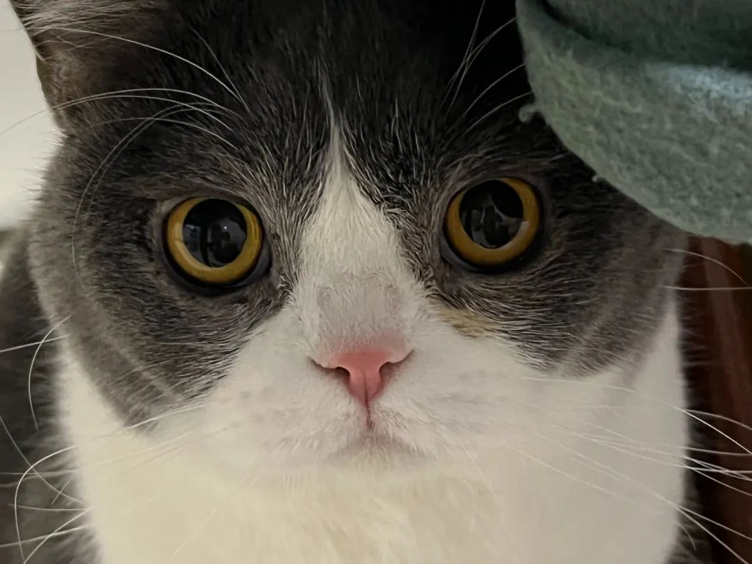 毛毛宠城堡新宠:登登|写给我的小猫咪