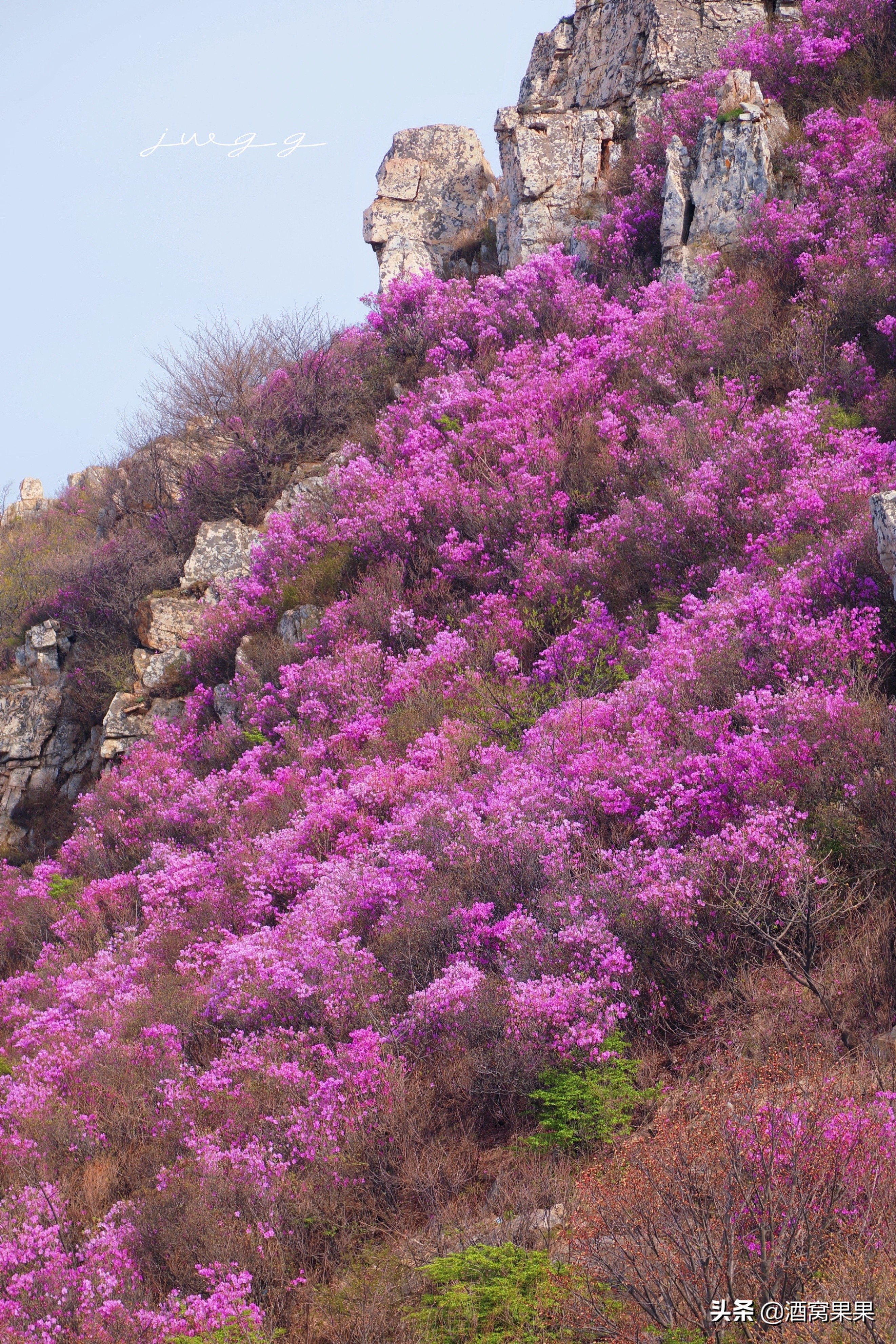 大连神秘花海旅游攻略路线,大连杜鹃花海旅游攻略