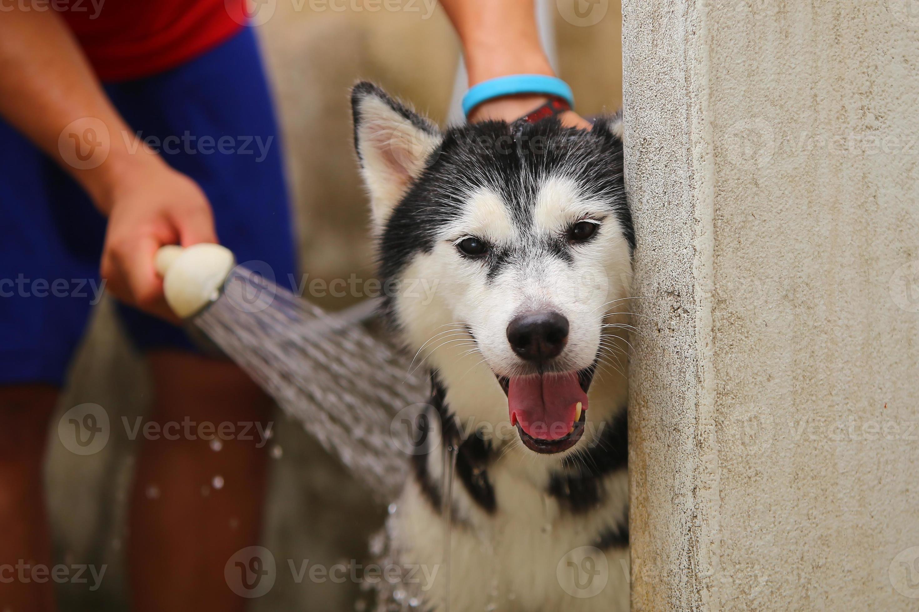 哈士奇vs德牧狼狗,哈士奇vs狼谁会赢