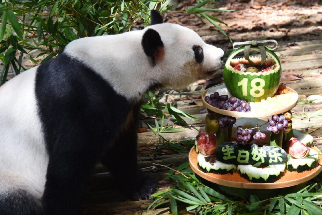 广东深圳动物园有熊猫吗,广东深圳野生动物园