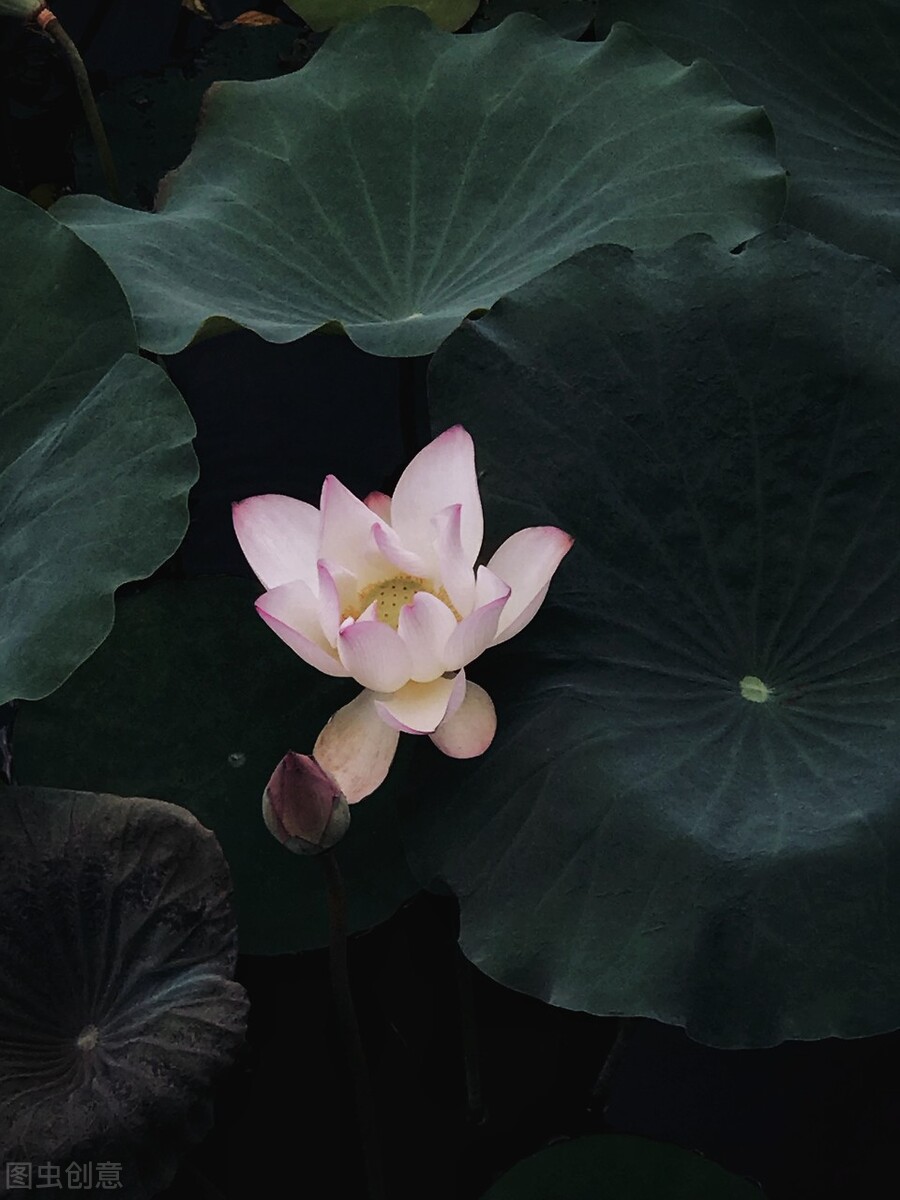 荷花图片禅意荷花,清新唯美的荷花图片