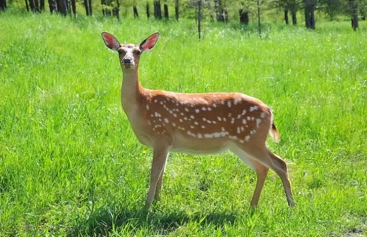 梅花鹿为什么没有梅花斑点,为什么梅花鹿没有角
