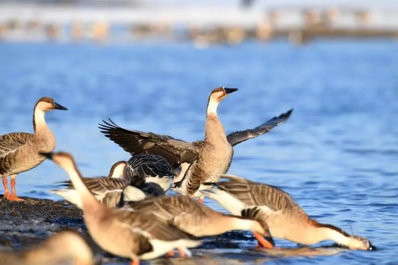 沈阳3天2夜游玩攻略,沈阳三日游攻略最新一期